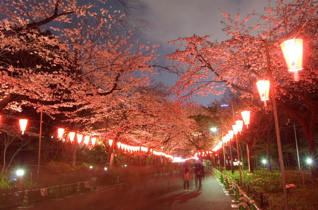 上野公園夜桜