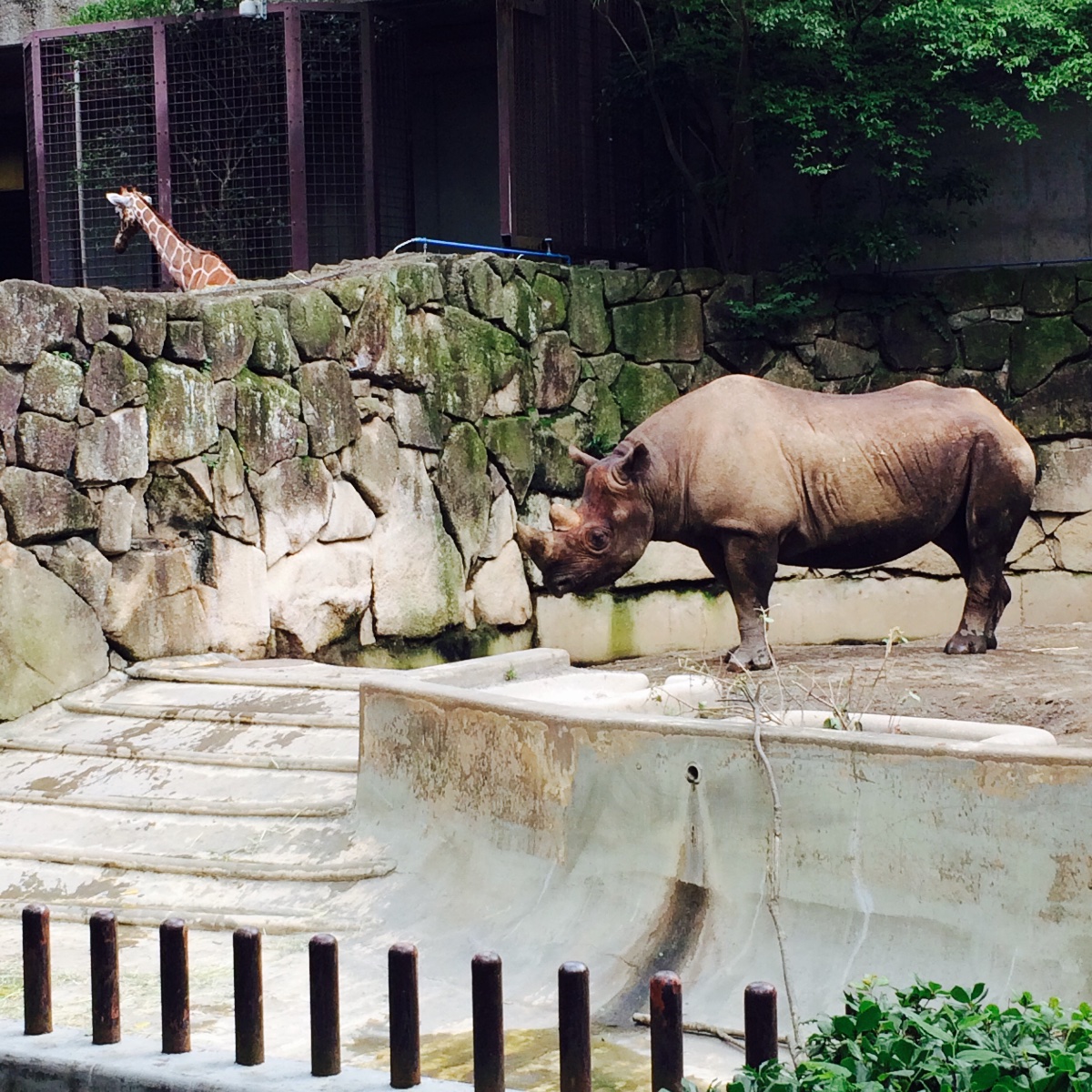 上野動物園サイ