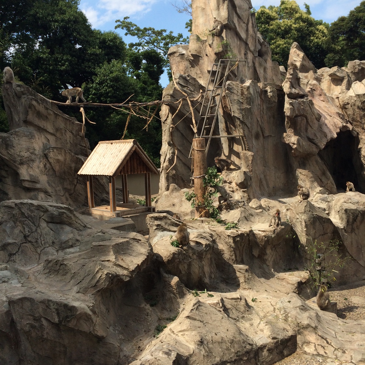 上野動物園猿山