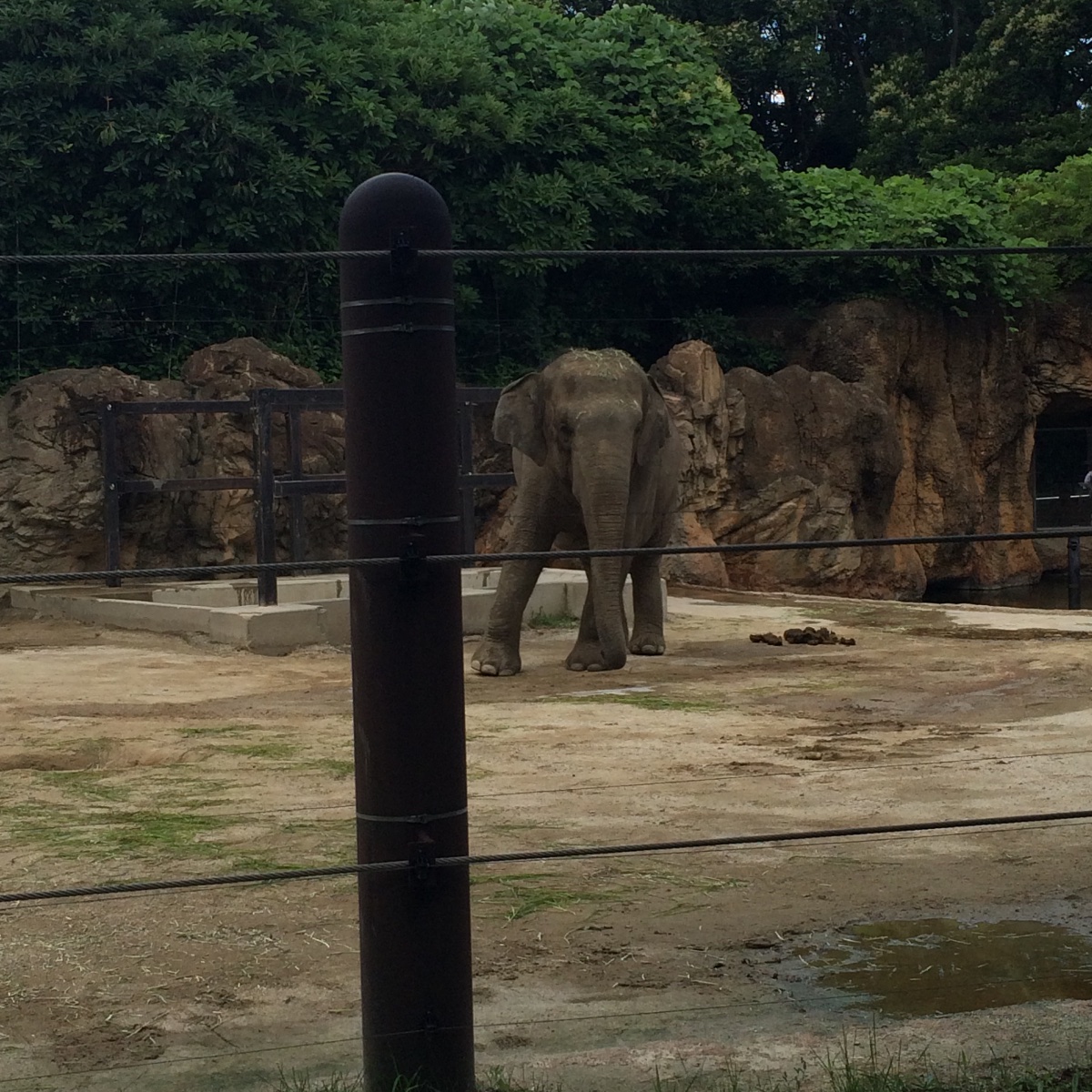 上野動物園ゾウ